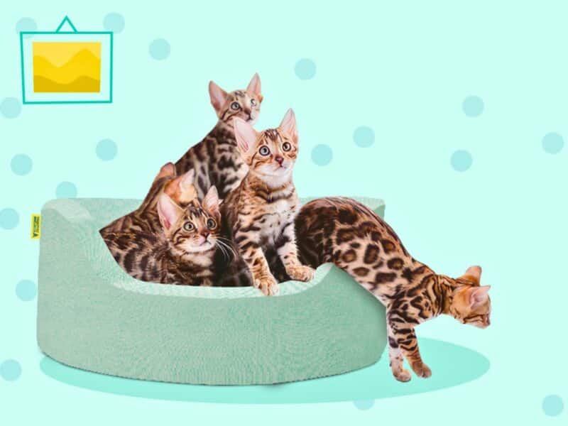 Panier pour Chat