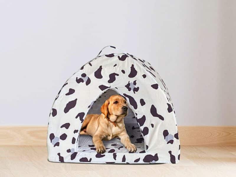 Igloo pour Chien