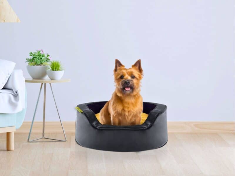 Panier pour Chien