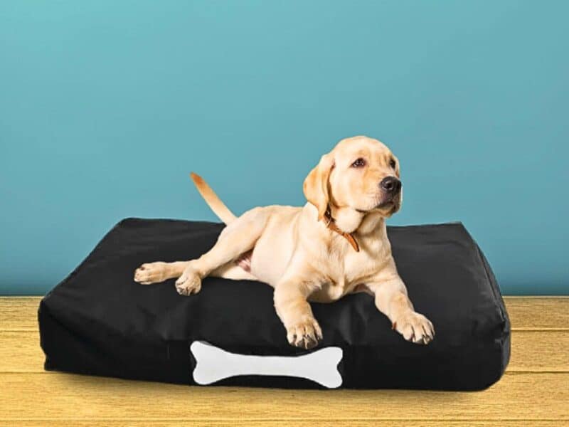 Pouf pour Chien
